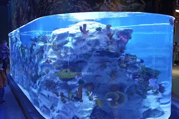 Emaar Square Aquarium World - Akvaryum - Resim 16
