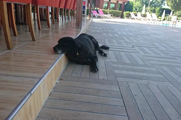 Otantik Club Hotel & Spa - Resim 19