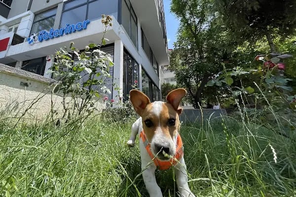 Tio Veteriner Kliniği - Resim 7