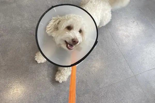 Tio Veteriner Kliniği - Resim 14