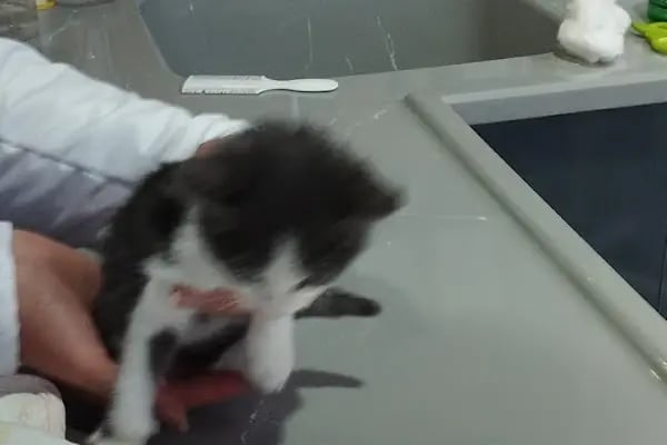 Tio Veteriner Kliniği - Resim 16