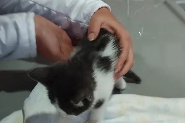 Tio Veteriner Kliniği - Resim 9
