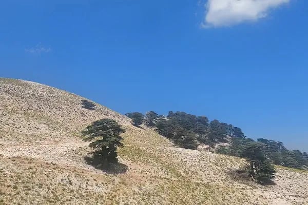 Eroğlu Nuri Türbesi - Resim 20
