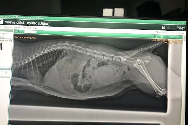 Garfield Veteriner Kliniği | Diyarbakır - Resim 4