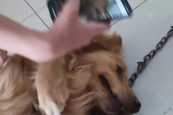 Garfield Veteriner Kliniği | Diyarbakır - Resim 8