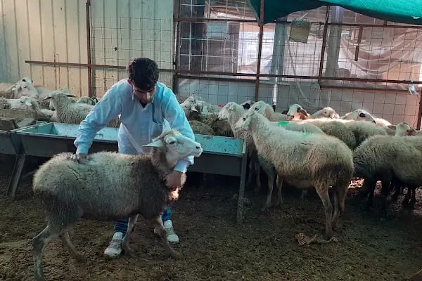 Arslanoğlu Besicilik - Resim 7