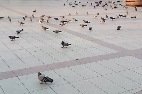 Toplu Taşıma Merkezi (TTM) - Resim 12