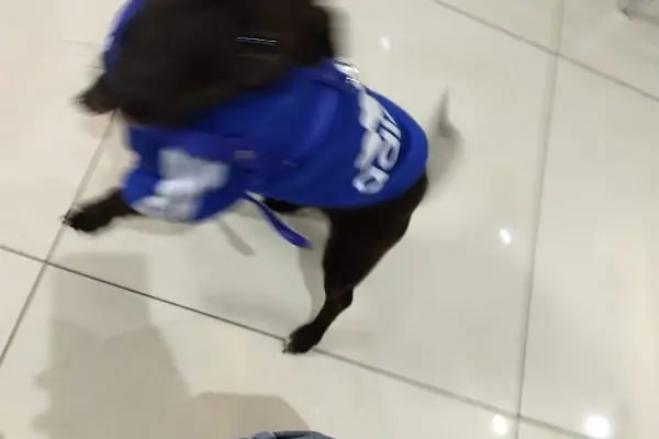Aydın Veteriner Kliniği - Resim 2