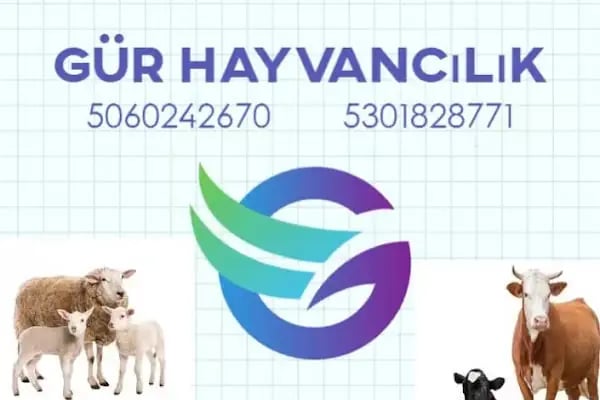 Gür Hayvancılık - Resim 1