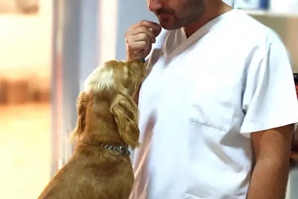 Animalium Veteriner Muayenehanesi / Bursa Veteriner Kliniği / Veteriner Cerrahi - Resim 14