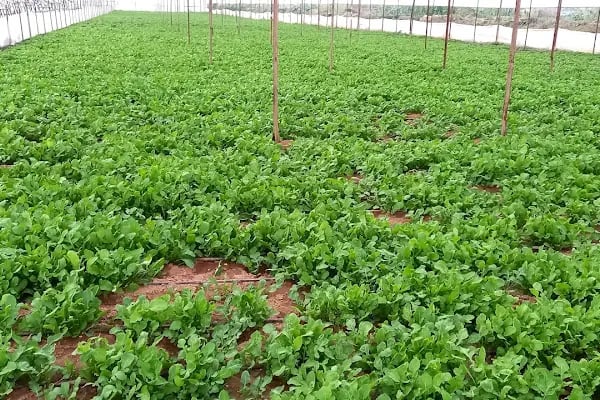 Orhunlar Akvaryum, Balık, Bitki - Resim 9