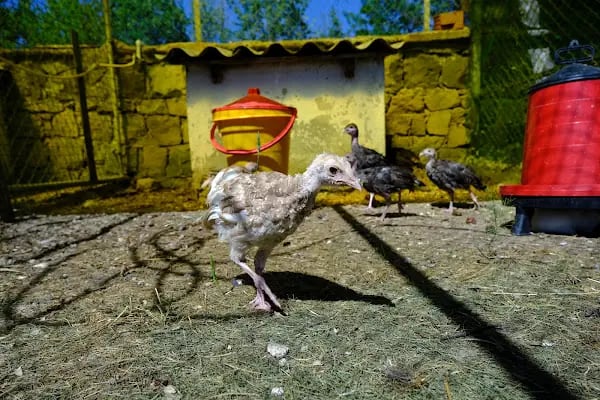 Ayfi FARM - Resim 15