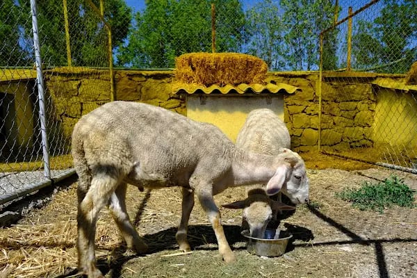 Ayfi FARM - Resim 14