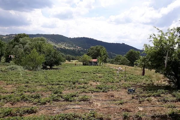 Çeribaşı - Resim 1
