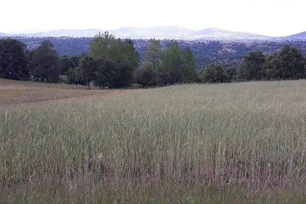 Çeribaşı - Resim 2