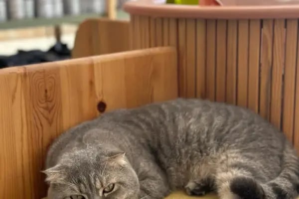 Alisa Veteriner Kliniği - Resim 2