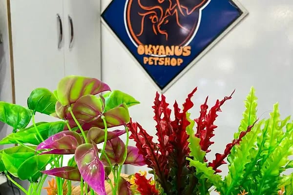 Okyanus Pet Shop - Resim 9