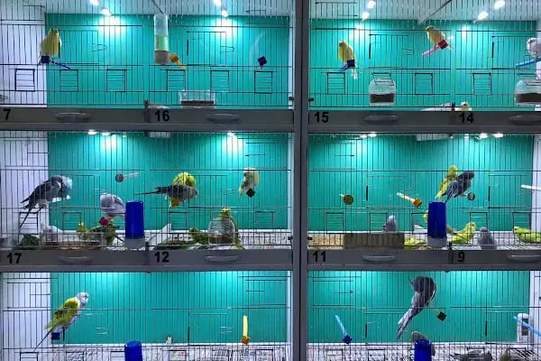 Okyanus Pet Shop - Resim 7