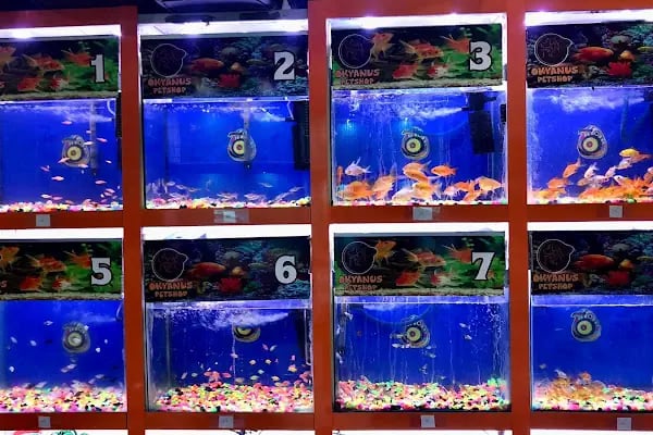 Okyanus Pet Shop - Resim 13