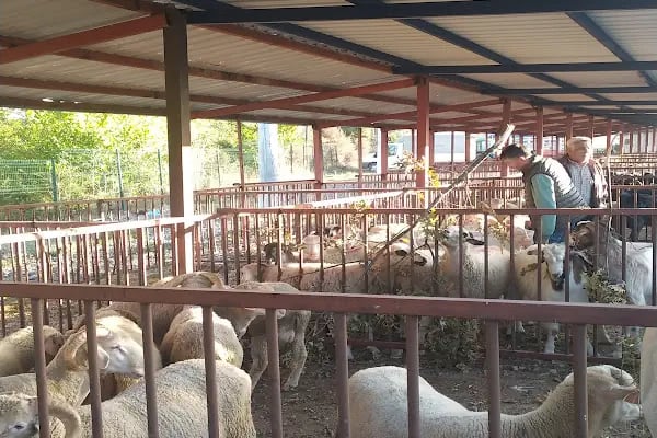 Büyükorhan - Resim 9