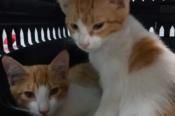 PODO VET VETERİNER KLİNİĞİ - Resim 6