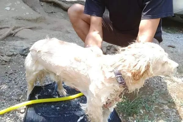 PODO VET VETERİNER KLİNİĞİ - Resim 8