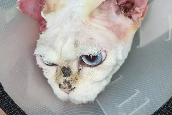Ateş Veteriner Kliniği - Resim 2