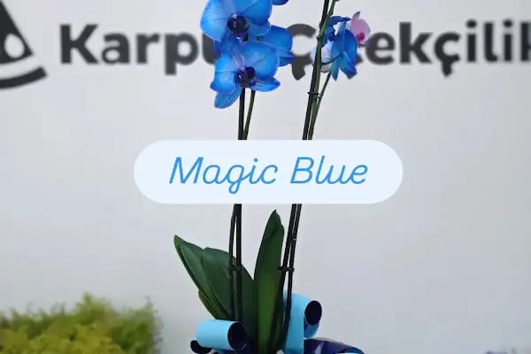 Karpuz ÇİÇEKÇİLİK - Parti Malzemeleri - Resim 9