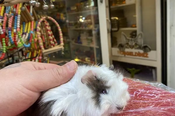Uysal Petshop - Resim 3
