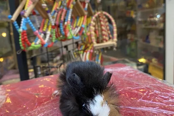 Uysal Petshop - Resim 17