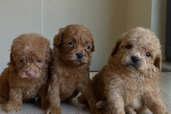 Uysal Petshop - Resim 18