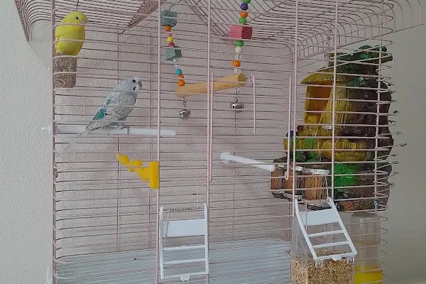 Uysal Petshop - Resim 8