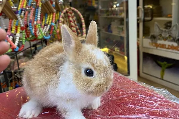 Uysal Petshop - Resim 6