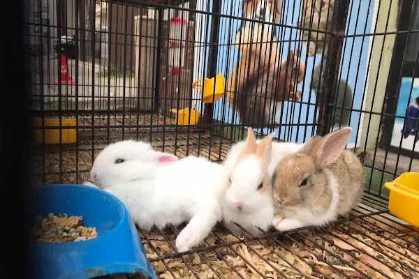 Uysal Petshop - Resim 14