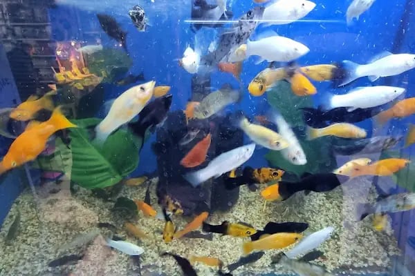Doğa Pet Shop - Resim 17