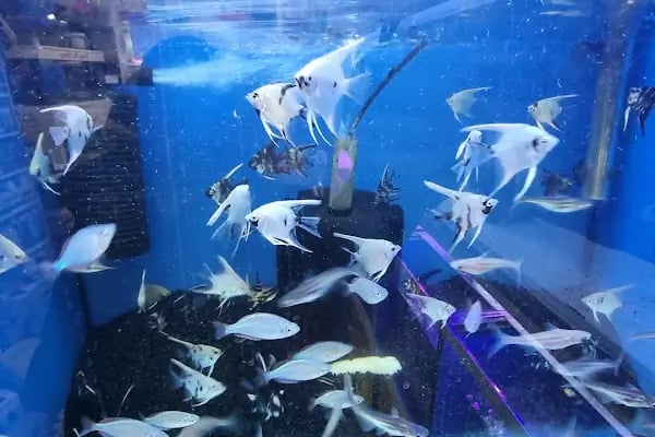 Doğa Pet Shop - Resim 20