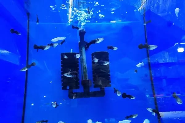 Doğa Pet Shop - Resim 11