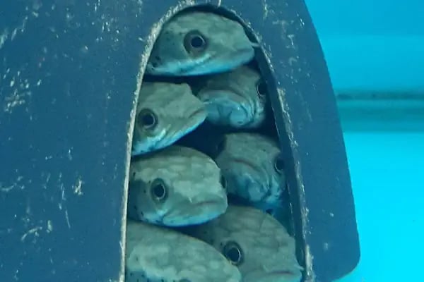 Doğa Pet Shop - Resim 4