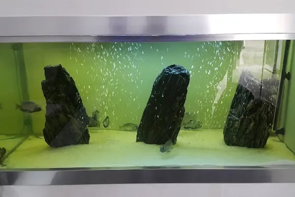 Doğa Pet Shop - Resim 6