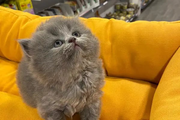 Paticim Petshop - Resim 14