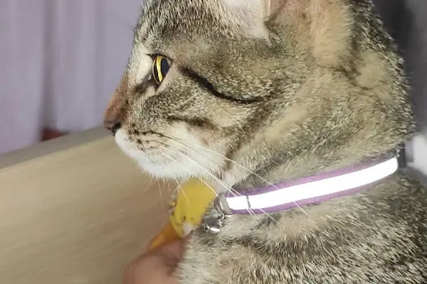 Patimed Veteriner Kliniği - Resim 6