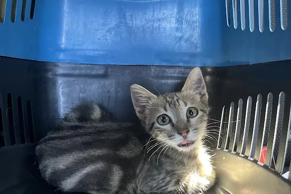 İBRAHİMLİ TOPRAK PET VETERİNER KLİNİĞİ - Resim 5