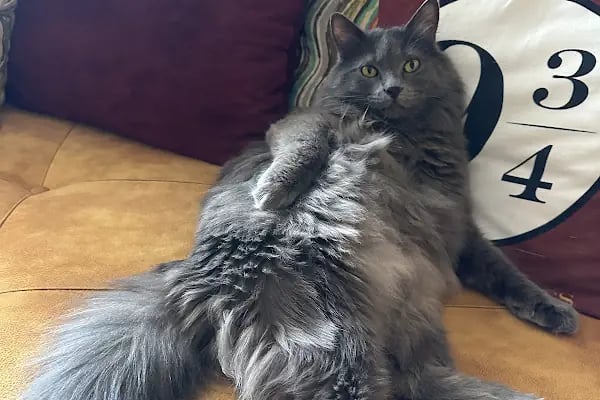 PanVet Gaziantep Veteriner Kliniği - Resim 11