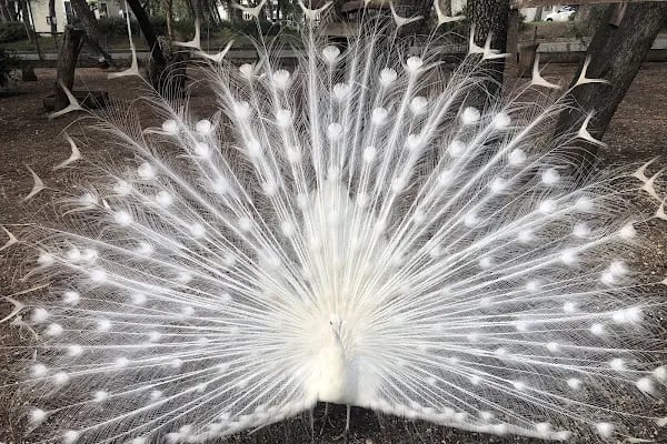BEF Doğal Yaşam Parkı - Resim 17