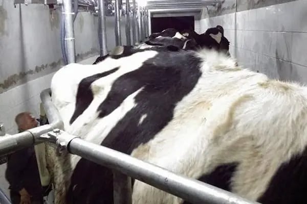 AsilFarm Çiftlik Ekipmanları - Resim 3
