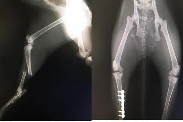 Aldeva Veteriner Kliniği - Resim 10