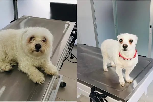 Aldeva Veteriner Kliniği - Resim 2