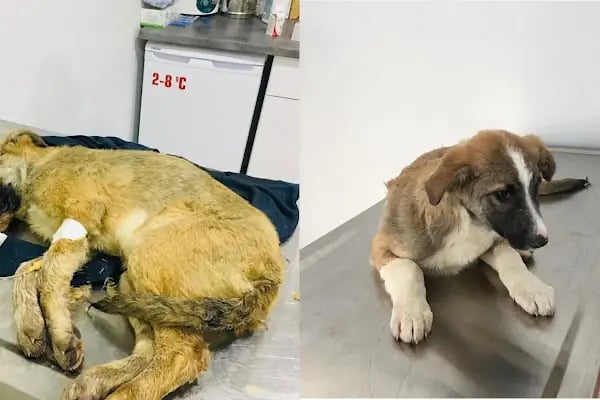 Aldeva Veteriner Kliniği - Resim 13