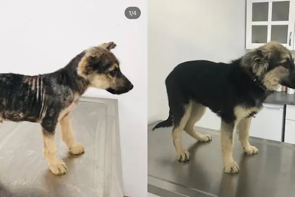 Aldeva Veteriner Kliniği - Resim 14