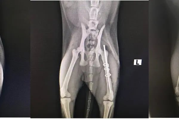 Aldeva Veteriner Kliniği - Resim 11